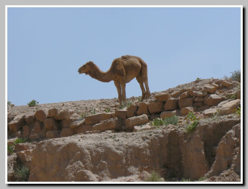 Petra - mal ava
